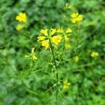 Sisymbrium loeseliiFlower