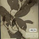 Aniba riparia Лист