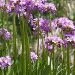 Primula auriculata Hábito