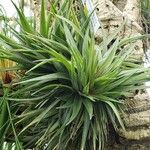 Tillandsia geminifloraLeaf