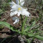 Chlorophytum tuberosum Habitus