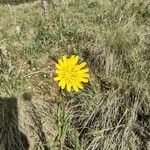 Tragopogon pratensisപുഷ്പം