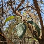 Buddleja cordata पत्ता