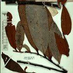 Guatteria discolor Hoja