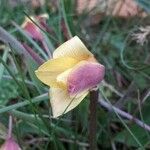Tulipa sylvestris Flors
