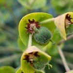 Euphorbia × martini Fruit