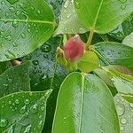 Mandevilla sanderi 花