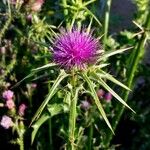 Silybum marianum Blodyn