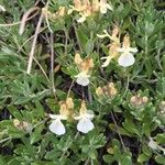 Teucrium montanum Habitus