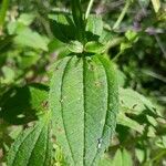 Rhexia virginica Deilen