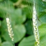 Triticum turgidum Hábito