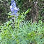 Lupinus cosentinii Цвят