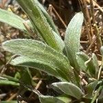 Antennaria carpatica 葉