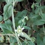 Silene baccifera Flor