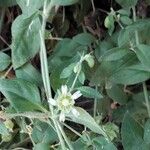 Silene baccifera Λουλούδι