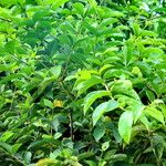 Congea tomentosa Hoja