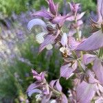 Salvia sclarea പുഷ്പം