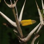 Vachellia cornigera 花