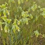 Onosma arenariaFlower