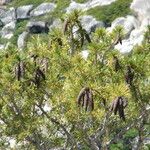 Pinus lambertiana Fruto