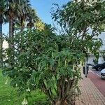 Brugmansia suaveolens Habitus