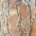 Pinus halepensis Cortiza