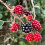 Rubus discolor Fruit