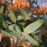 Cattleya forbesii Hoja