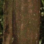 Duroia longiflora Bark