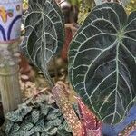 Anthurium clarinervium List