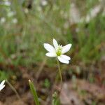 Meconella oregana 花