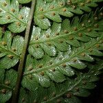 Dryopteris pentheri Blatt