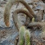 Cleistocactus smaragdiflorus Habit