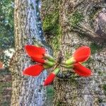 Erythrina edulis Blüte