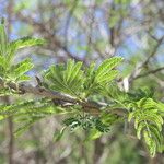 Dichrostachys cinerea Blad