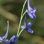 Delphinium gracile 花