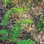 Polypodium vulgareYaprak