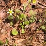 Ranunculus harveyi Alkat (teljes növény)