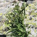 Bupleurum angulosum Flower