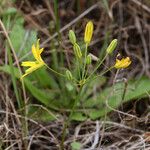 Bloomeria crocea Virág