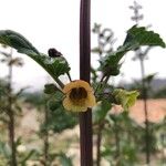 Scrophularia trifoliata Fleur