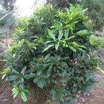 Pittosporum brevispinum 整株植物