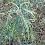 Salix eleagnos Feuille