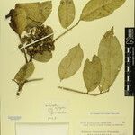 Zanthoxylum oxyphyllum Other