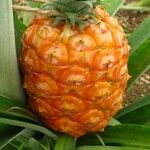 Ananas comosus 果