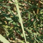 Arundo micrantha Arall