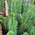 Lycopodium annotinumList