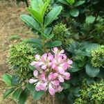 Escallonia laevis Flower