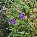 Iris pumila 花