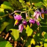 Solanum dulcamaraЦветок